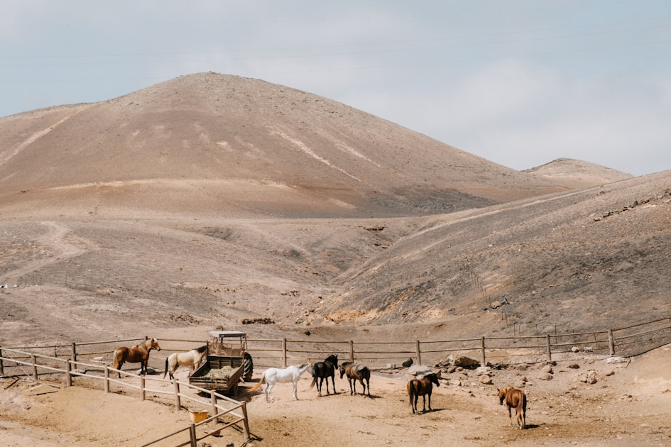 The Importance of Responsible Horse Ownership