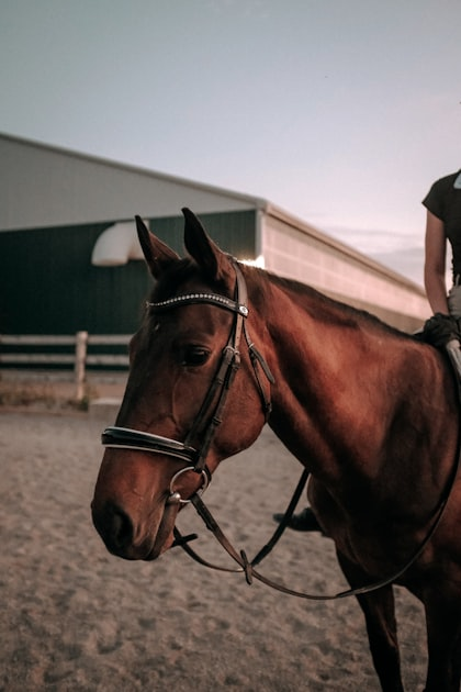 Best Practices for Equine Care