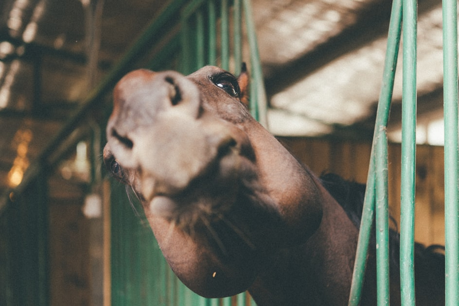 Cedar Rose Ranch: A Community for Horse Owners