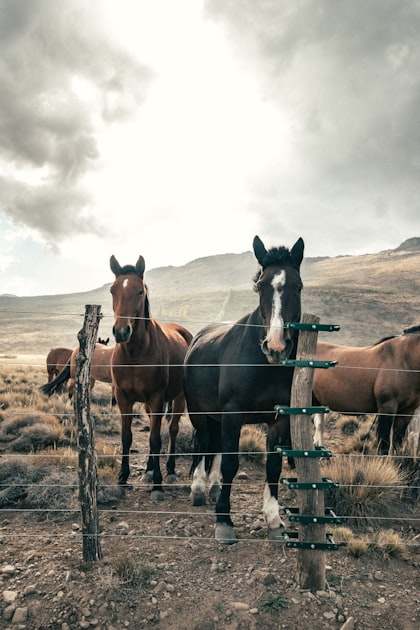 Preparing for Horse Boarding