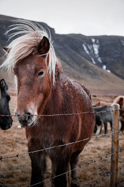 Understanding CoOp Horse Boarding